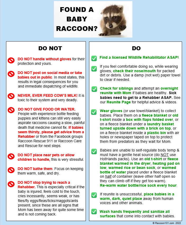 raccoon-101-com